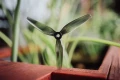 Śmigła HQProp Ethix Ethix S5 Light Grey (2CW+2CCW)-Poly Carbonate