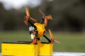 Śmigła HQProp BMS Racing Prop 5.1X4.3X3 Orange (2CW+2CCW)-Poly Carbonate